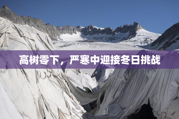 高树零下，严寒中迎接冬日挑战