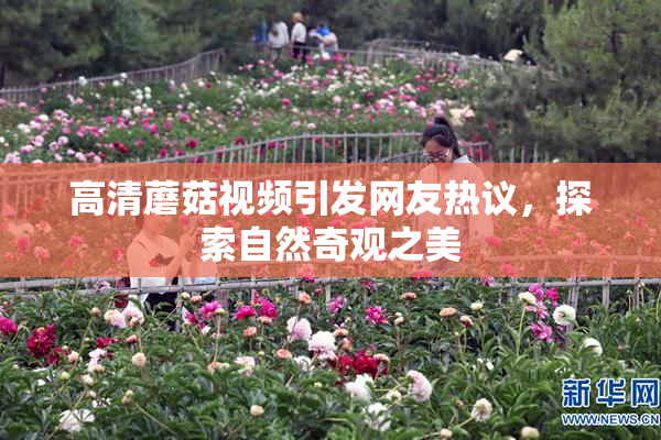 高清蘑菇视频引发网友热议，探索自然奇观之美
