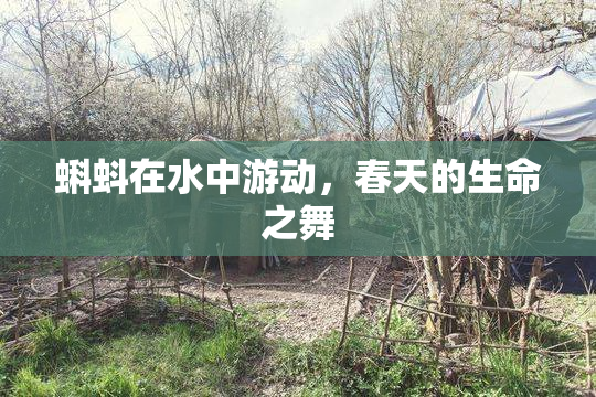 蝌蚪在水中游动，春天的生命之舞