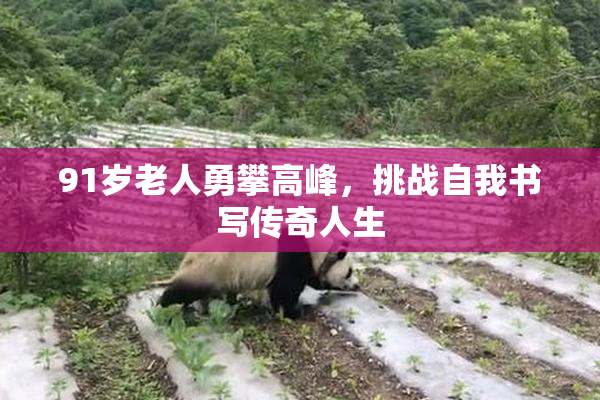 91岁老人勇攀高峰，挑战自我书写传奇人生