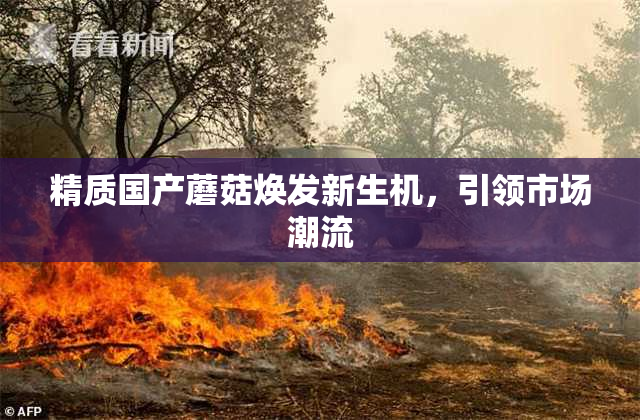 精质国产蘑菇焕发新生机，引领市场潮流