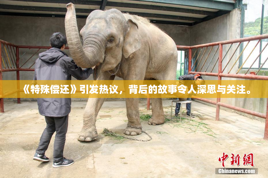 《特殊偿还》引发热议，背后的故事令人深思与关注。