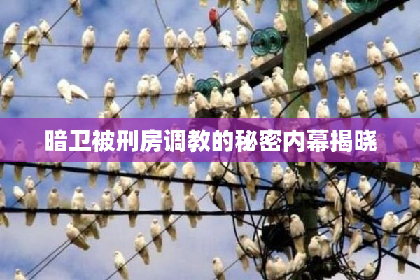 暗卫被刑房调教的秘密内幕揭晓