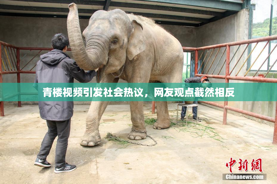 青楼视频引发社会热议，网友观点截然相反