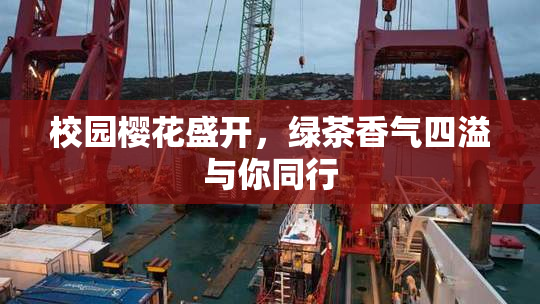 校园樱花盛开，绿茶香气四溢与你同行