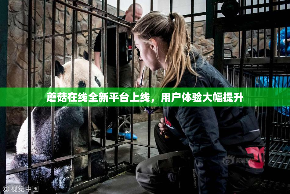 蘑菇在线全新平台上线，用户体验大幅提升