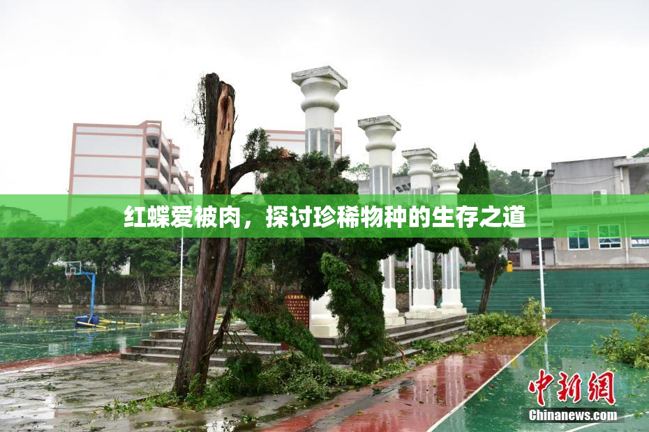 红蝶爱被肉，探讨珍稀物种的生存之道