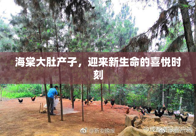 海棠大肚产子，迎来新生命的喜悦时刻