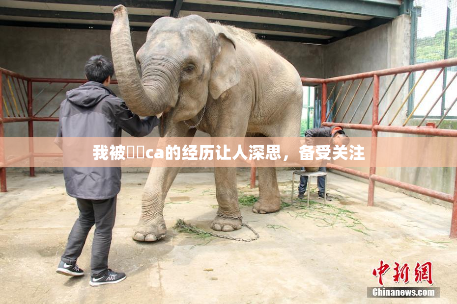 我被妺妺ca的经历让人深思，备受关注
