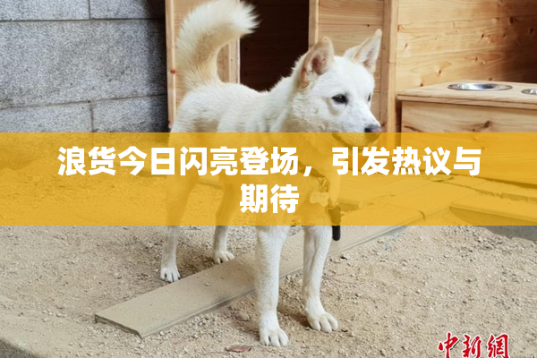 浪货今日闪亮登场，引发热议与期待