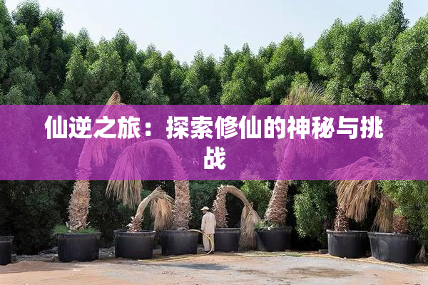 仙逆之旅：探索修仙的神秘与挑战