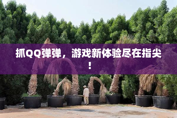 抓QQ弹弹，游戏新体验尽在指尖！