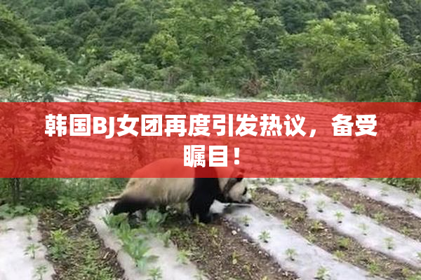 韩国BJ女团再度引发热议，备受瞩目！