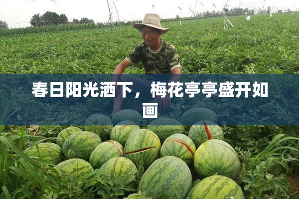 春日阳光洒下，梅花亭亭盛开如画