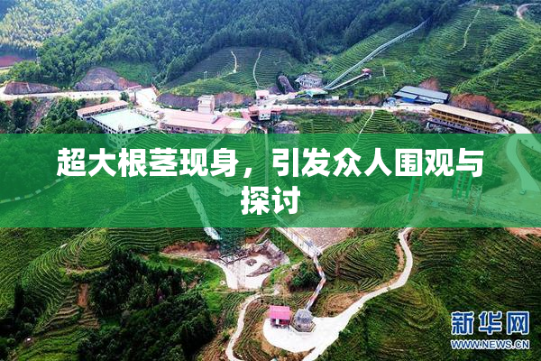 超大根茎现身，引发众人围观与探讨