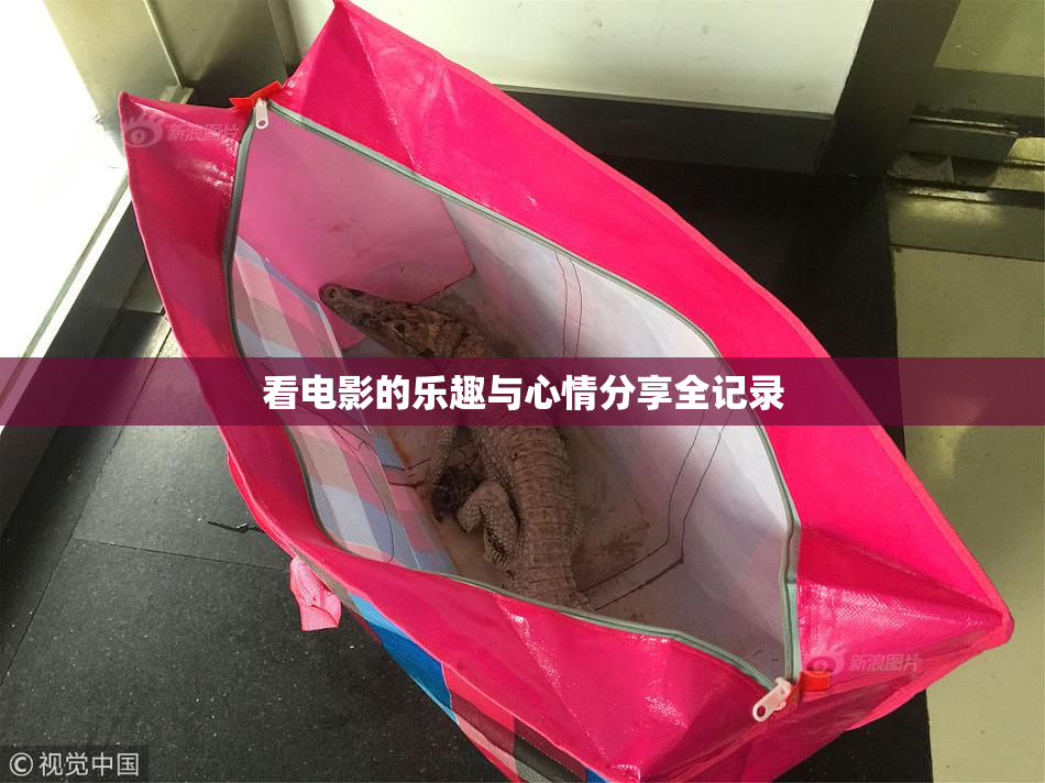 看电影的乐趣与心情分享全记录