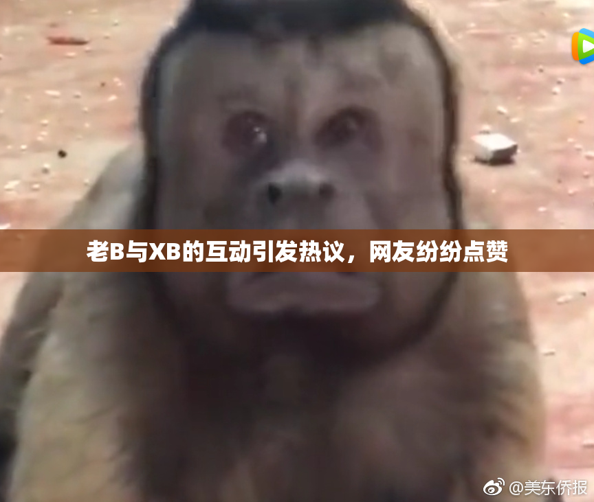 老B与XB的互动引发热议，网友纷纷点赞