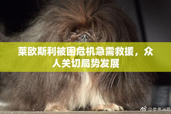 莱欧斯利被困危机急需救援，众人关切局势发展