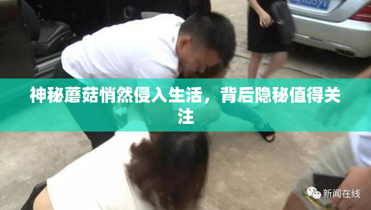 神秘蘑菇悄然侵入生活，背后隐秘值得关注