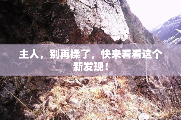 主人，别再揉了，快来看看这个新发现！