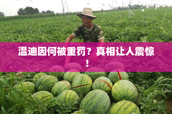 温迪因何被重罚？真相让人震惊！