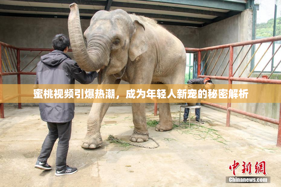 蜜桃视频引爆热潮，成为年轻人新宠的秘密解析