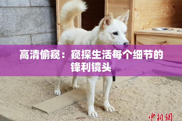 高清偷窥：窥探生活每个细节的锋利镜头