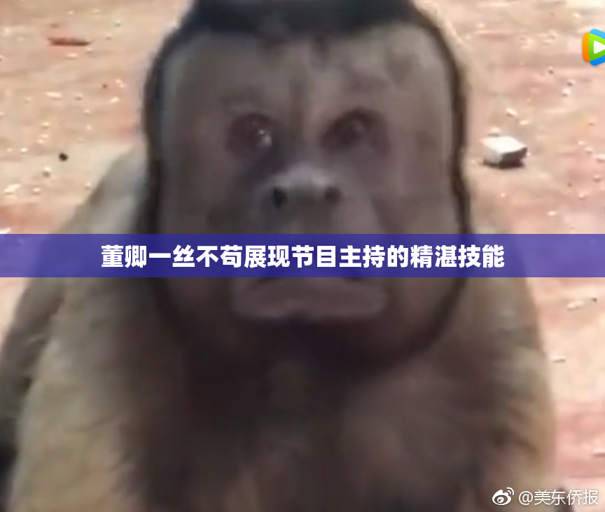 董卿一丝不苟展现节目主持的精湛技能