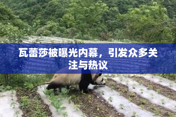 瓦蕾莎被曝光内幕，引发众多关注与热议