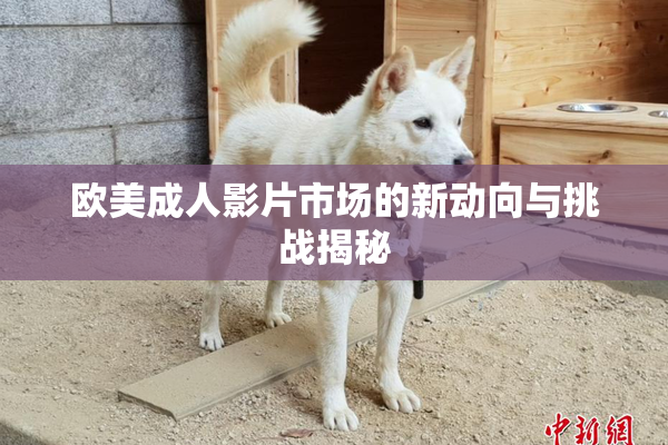 欧美成人影片市场的新动向与挑战揭秘