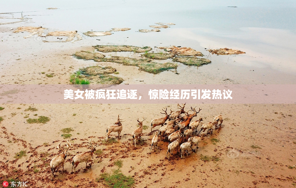 美女被疯狂追逐，惊险经历引发热议