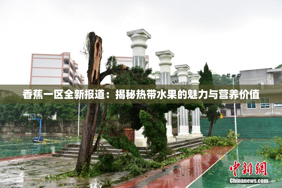 香蕉一区全新报道：揭秘热带水果的魅力与营养价值