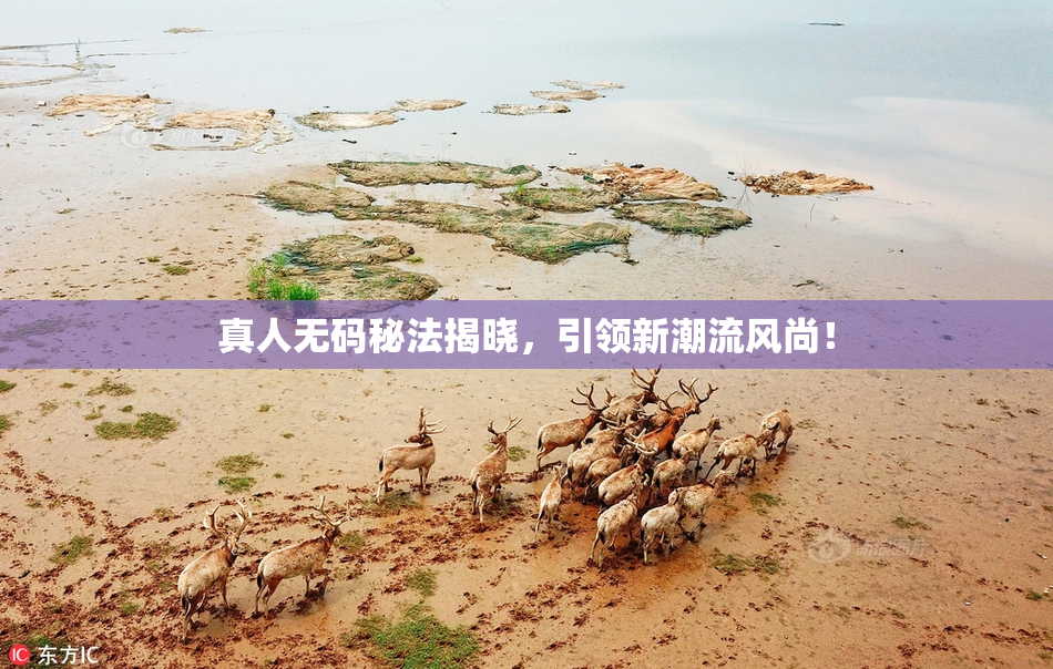 真人无码秘法揭晓，引领新潮流风尚！