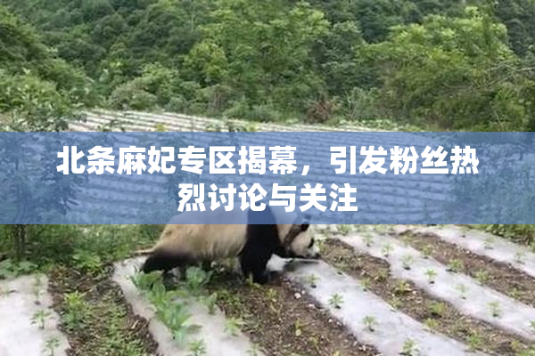 北条麻妃专区揭幕，引发粉丝热烈讨论与关注