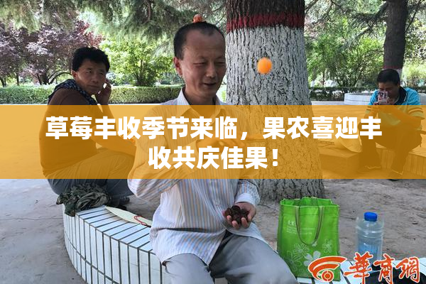 草莓丰收季节来临，果农喜迎丰收共庆佳果！