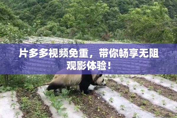 片多多视频免重，带你畅享无阻观影体验！