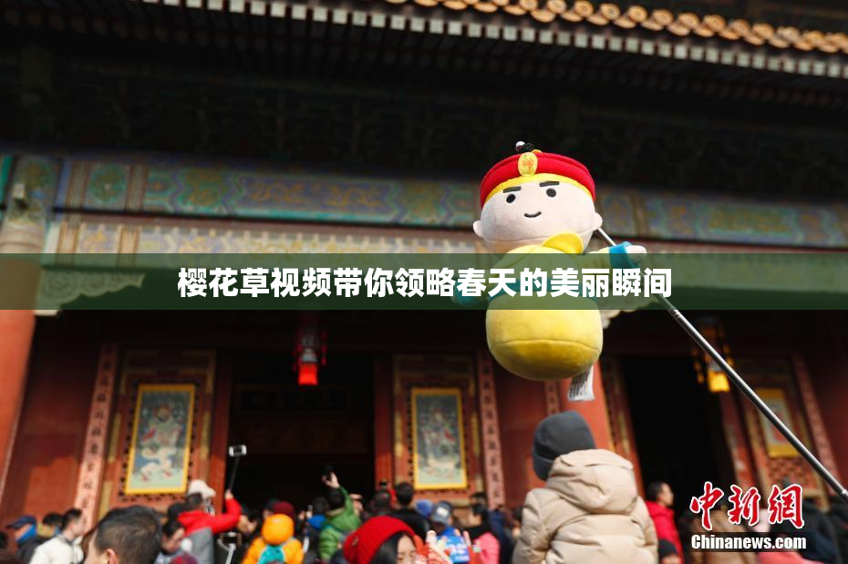 樱花草视频带你领略春天的美丽瞬间