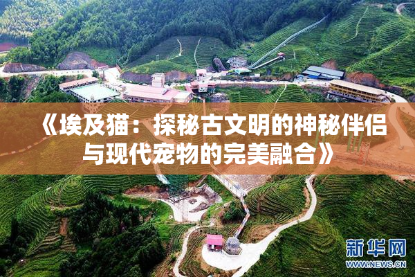 《埃及猫：探秘古文明的神秘伴侣与现代宠物的完美融合》