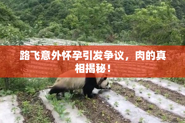 路飞意外怀孕引发争议，肉的真相揭秘！