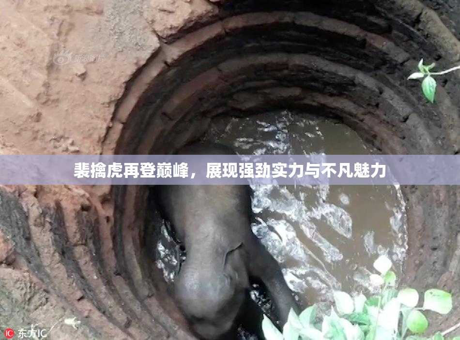 裴擒虎再登巅峰，展现强劲实力与不凡魅力