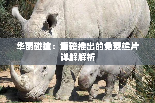华丽碰撞：重磅推出的免费熊片详解解析
