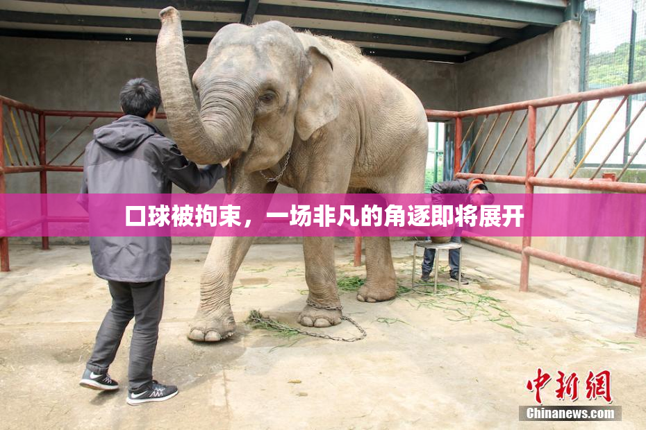 口球被拘束，一场非凡的角逐即将展开