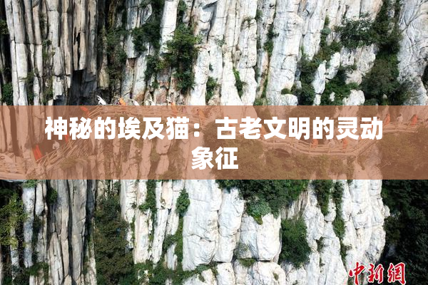 神秘的埃及猫：古老文明的灵动象征