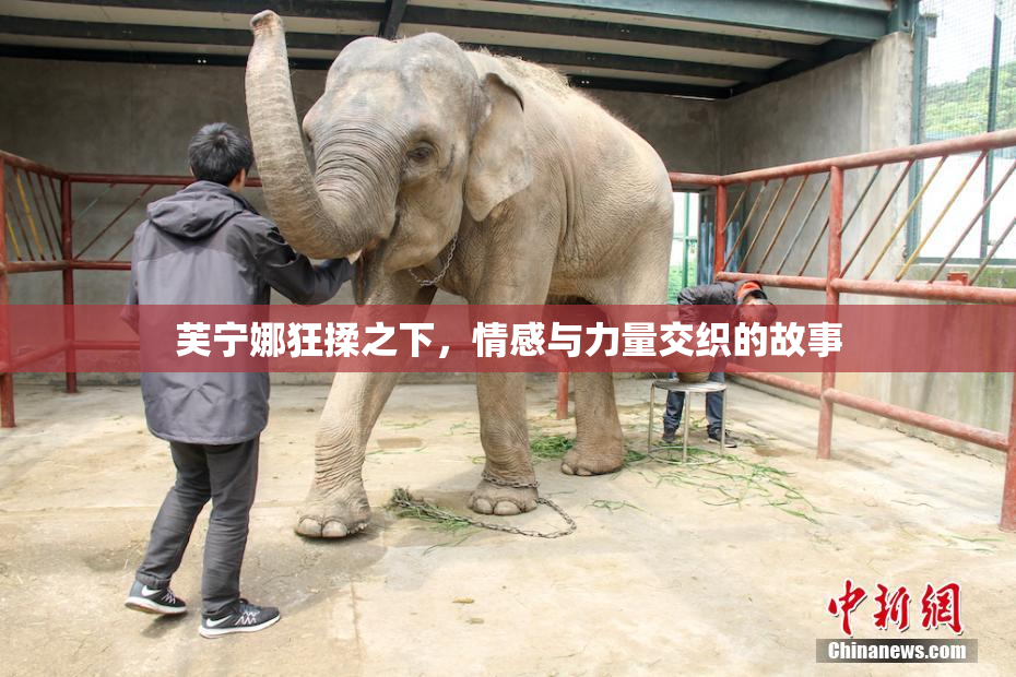 芙宁娜狂揉之下，情感与力量交织的故事