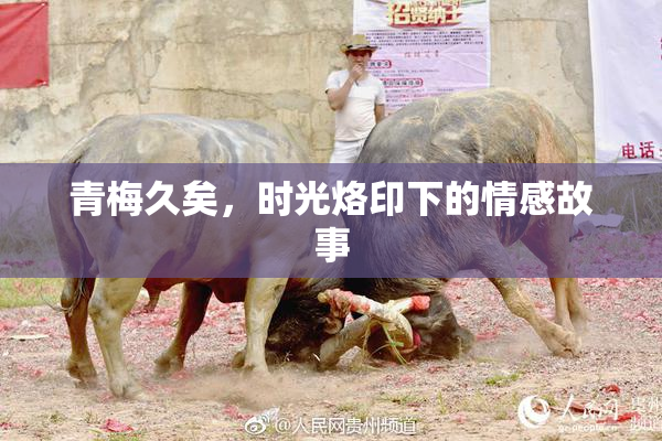 青梅久矣，时光烙印下的情感故事