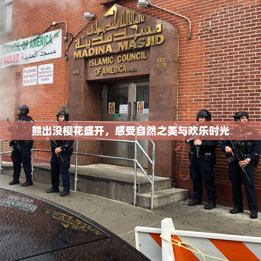 熊出没樱花盛开，感受自然之美与欢乐时光