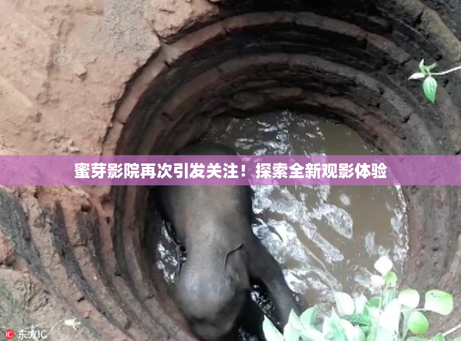 蜜芽影院再次引发关注！探索全新观影体验