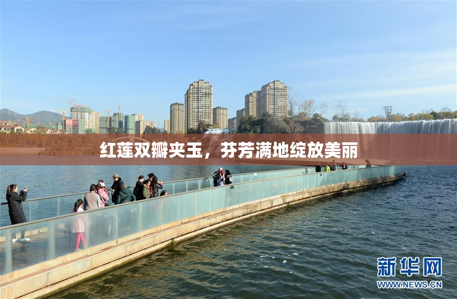 红莲双瓣夹玉，芬芳满地绽放美丽