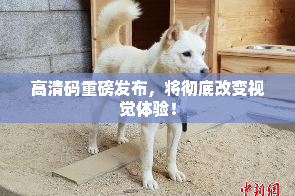 高清码重磅发布，将彻底改变视觉体验！