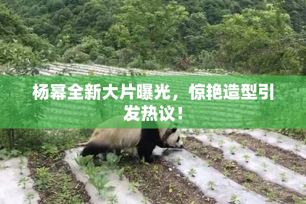 杨幂全新大片曝光，惊艳造型引发热议！